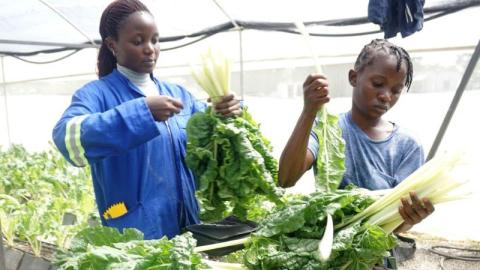 Des jeunes Zambiens formés à la culture hydroponique pour une agriculture durable